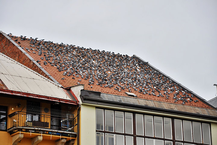 A2B Pest Control are able to install spikes to deter birds from roofs in Ilkeston. 