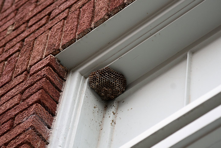 We provide a wasp nest removal service for domestic and commercial properties in Ilkeston.
